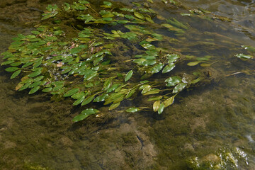 Potamogeton natans plant in bloom
