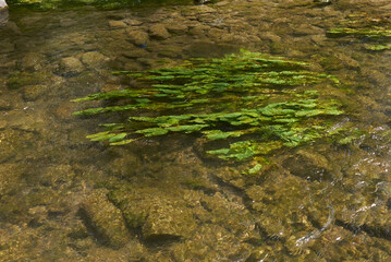 Potamogeton natans plant in bloom