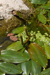 Potamogeton natans plant in bloom