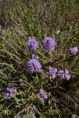 Fototapeta premium Thymbra capitata 