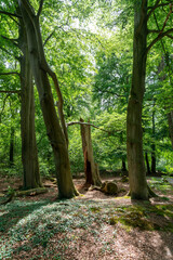 Old trees in a forest near Eikelhof in Olst (The Netherlands)