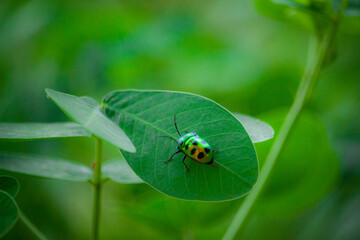 ladybug on green leaf