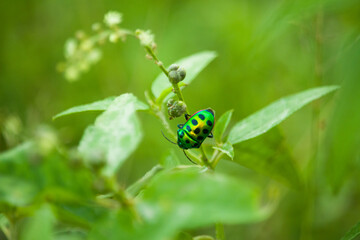 spider on a green leaf