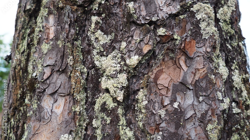 Poster the cortex is a collection of tissues located outside the cambium. tree bark. pine trunk close-up wi