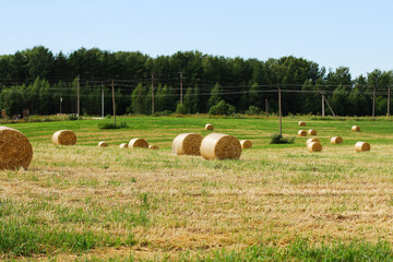 Round bales of straw rolled up on the field. Hay harvesting for livestock, sowing, harvesting