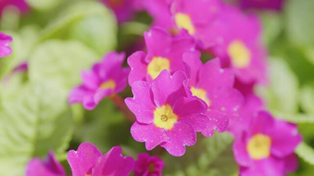 Purple primroses or Primula polyanthus in spring garden. Push clump of flowering pink juliana primrose in spring.