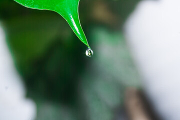 Dew drop