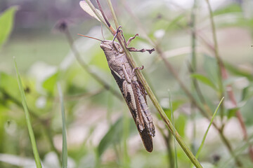 Grasshopper