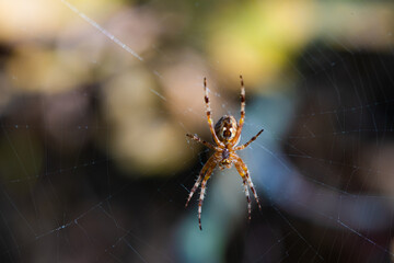 Close-up macro shot of a European cruciform garden spider, Araneus diadematus, sitting in a cobweb