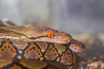 Snake