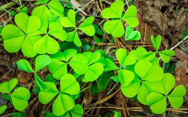 green clover texture closeup, forest nature background pattern of shamrock, trefoil green ground backdrop macro