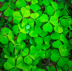 green clover texture closeup, forest nature background pattern of shamrock, trefoil green ground backdrop macro