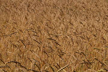 field of ripe spikelets of wheat background