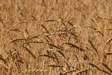 field of ripe spikelets of wheat background