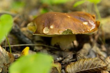 Penny bun fungus Boletus edulis growing in the forest