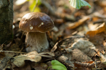 Penny bun fungus Boletus edulis growing in the forest