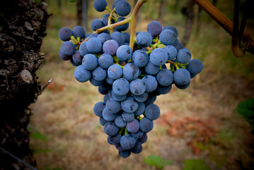 big bunch of wine grapes in a vineyard in Germany