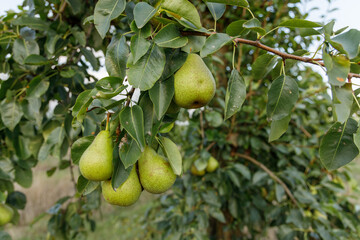fruit farm garden growing different varieties of pears