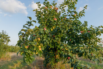 Fototapeta na wymiar fruit apple farm orchard growing apples