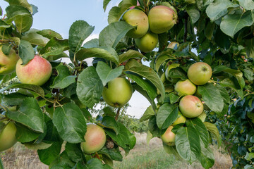 fruit apple farm orchard growing apples