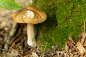 Boletus pinophilus commonly known as the pine bolete or pinewood king bolete growing in the forest.