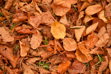 tapis d'automne