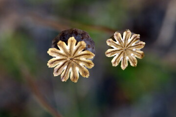 Samenkapseln von Mohnblumen