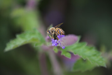 Honey Bee with purple flower