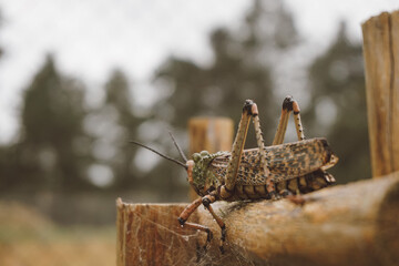 grasshopper on the fence