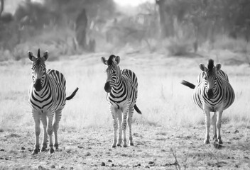 Three zebra standing together looking forward in monochrome
