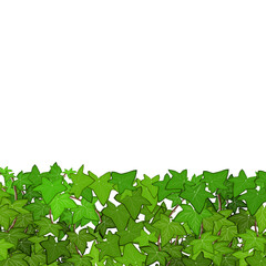 Border of green bushes.Decorative plantings for gardens and parks.