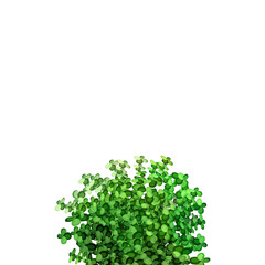 Obraz premium Border of green bushes.Decorative plantings for gardens and parks.
