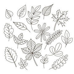 Set of linear  leaves, doodle style. Vector lineart image, black hand drawn autumn leaf, expanded stroke, isolated on white. Collection of leafy elements for design.