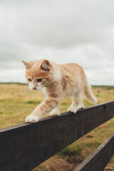 cat in the garden