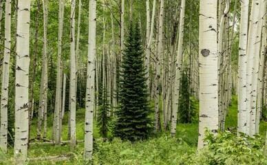 Aspen trees along Kebler Pass in Colorado in the summer