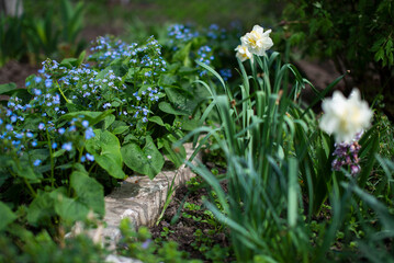 flowers in the garden
