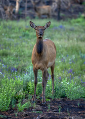 elk, elk herd, summer, herd, mammal, burn scars, burn, forest fire, recovery, environmental, wildlife, elk herd, cow, Rocky Mountains, Colorado,  nature, landscape, nature photography