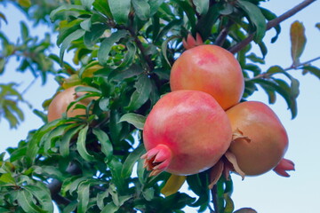 pomegranate on tree
