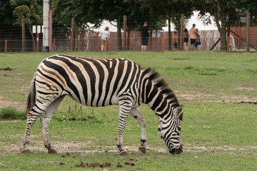 Fototapeta na wymiar zebra w niewoli 