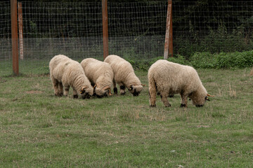 baran i owca  © Krzysztof