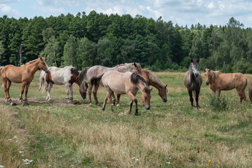 A herd of horses grazes in the meadow. Summer grazing of horses.