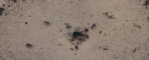 Ants hurrying in the sugar sand