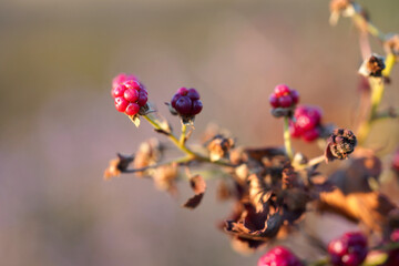 Wild blackberries on the blurred background.