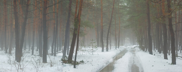 snowbound rural road through the misty forest, seasonal natural background