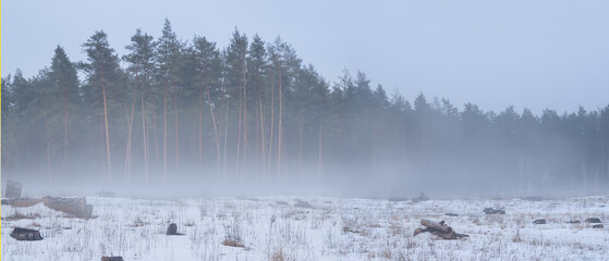 snowbound pine misty forest glade, seasonal natural background