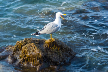 closeup white seagull sit on a stone among emerald sea