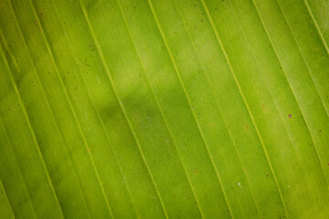 Texture gros plan de feuille de bananier. Matière végétale de fond. 