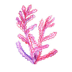 Watercolor illustrations of Marine life seaweed isolated on white background. Marine collection of Hand Drawn alga. Can be used in stickers, textiles, scrapbooking and wrapping paper.