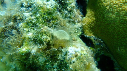 Brown macroalga Peacock alga (Padina sanctae-crucis) undersea, Caribbean Sea, Cuba, Playa Cueva de los peces