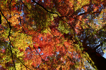 A photograph of a forest canopy colored with autumn leaves as a background material